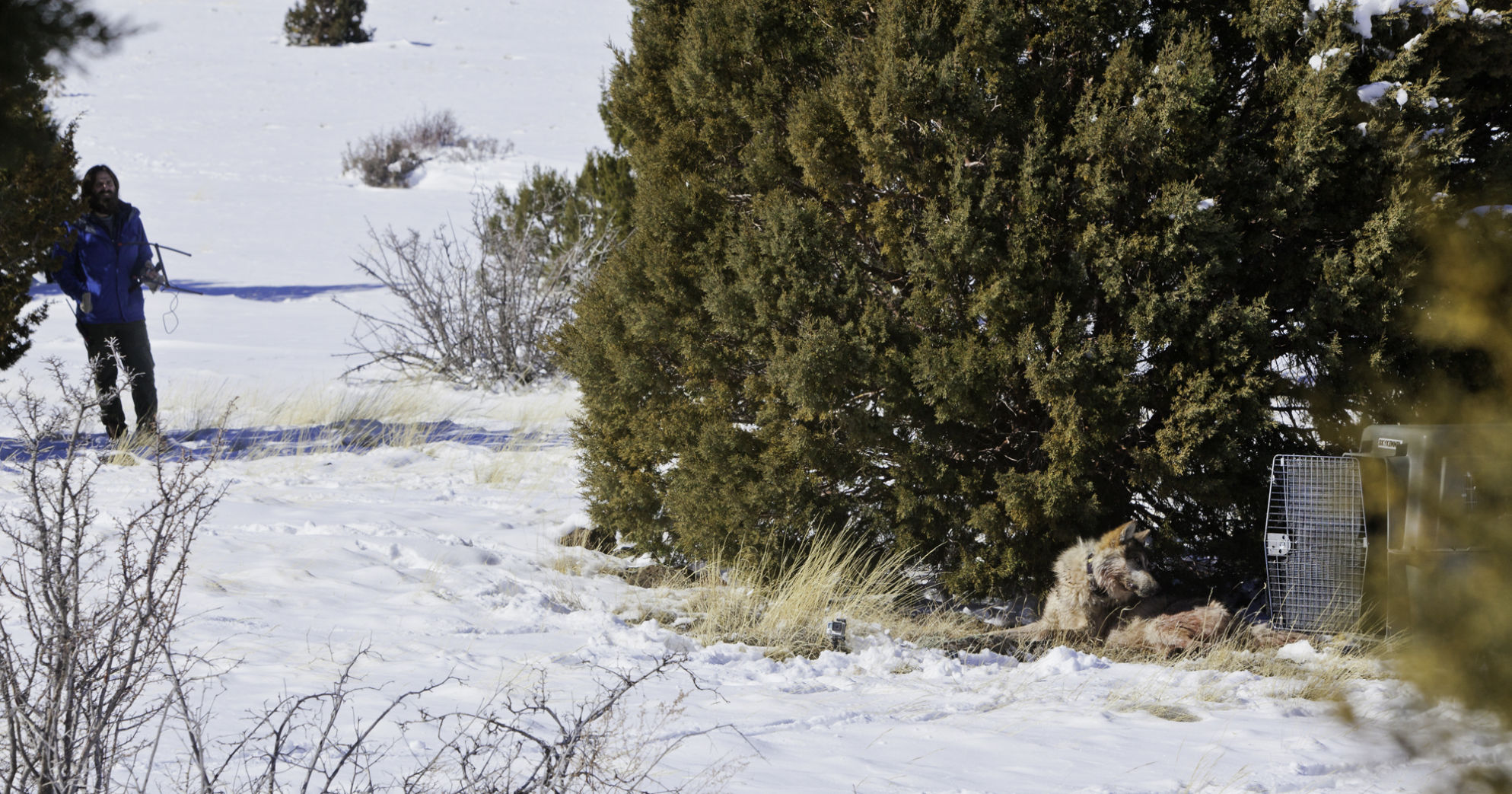 Radio Tracker with Wolf